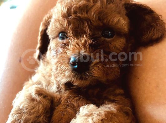 Kilo Ve Irk Garantili Poodle Yavrularım görsel
