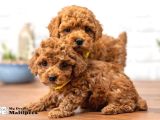 Kahve Tonlu Mini Boy Puppy Sevimli Yavrular Malti̇po Ci̇nsi̇ 