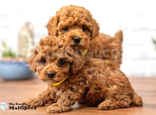 Kahve Tonlu Mini Boy Puppy Sevimli Yavrular Malti̇po Ci̇nsi̇  görsel