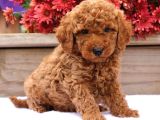 Kıpkırmızı Red Tooy Poodle Sevimli Yavrular 