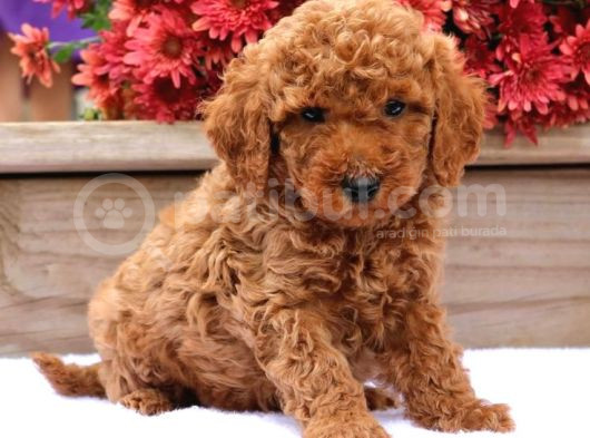 Kıpkırmızı Red Tooy Poodle Sevimli Yavrular  görsel