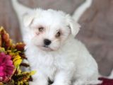 Maltesse terrier cinsi mini Boy Puppy Kar beyaz 
