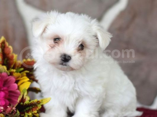 Maltesse Terrier Cinsi Mini Boy Puppy Kar Beyaz 