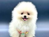 Irkinin En İyi̇ Pomerani̇an Boo Bebekleri̇