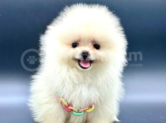 Irkinin En İyi̇ Pomerani̇an Boo Bebekleri̇ görsel
