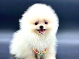 Irkinin En İyi̇ Pomerani̇an Boo Bebekleri̇