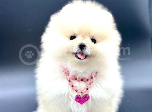 Irkinin En İyi̇ Pomerani̇an Boo Bebekleri̇ görsel