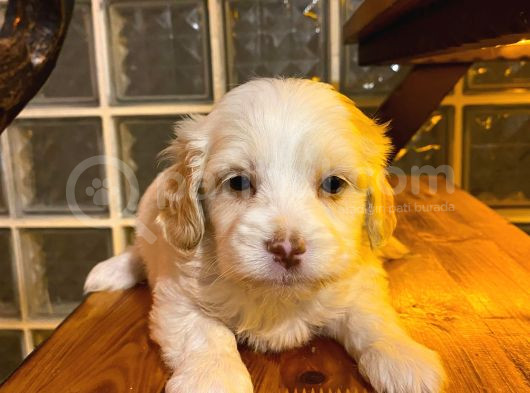 Mini Boy Maltipoo Yavrumuz görsel