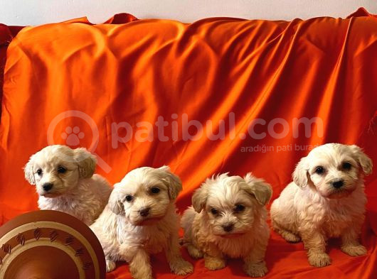 Maltipoo Yavrularımız Çok Uygundur görsel