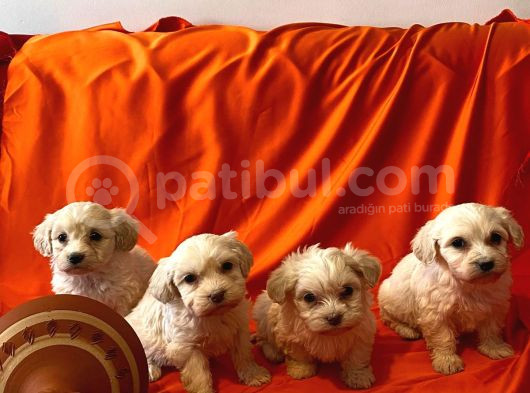 Maltipoo Yavrularımız Çok Uygundur