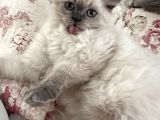 British Longhair Yavru Kediler