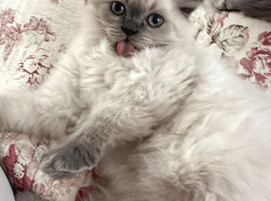 British Longhair Yavru Kediler görsel
