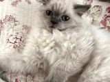 British Longhair Yavru Kediler