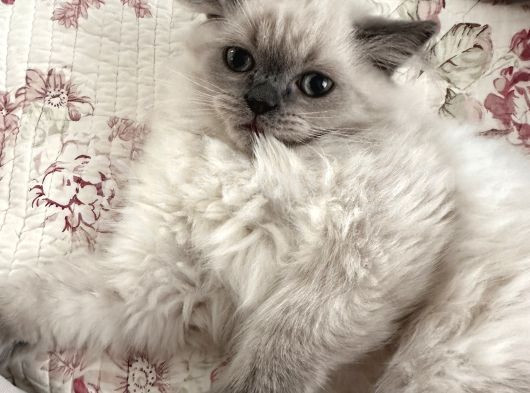 British Longhair Yavru Kediler görsel