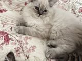 British Longhair Yavru Kediler