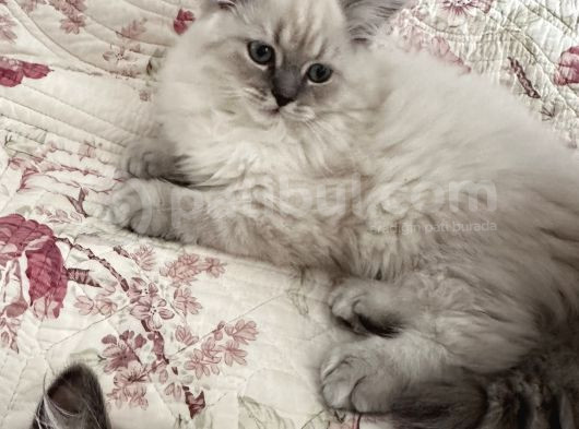 British Longhair Yavru Kediler görsel