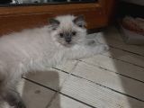 British Longhair Yavru Kediler
