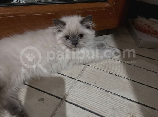 British Longhair Yavru Kediler görsel