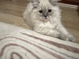 British longhair yavru kediler