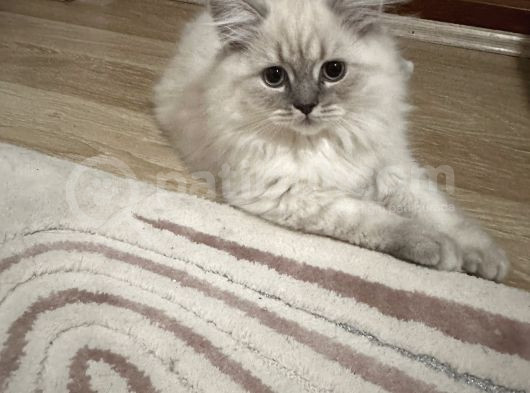 British Longhair Yavru Kediler