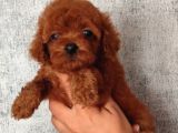 Kore Toy Podell Baby