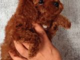Kore Toy Podell Baby