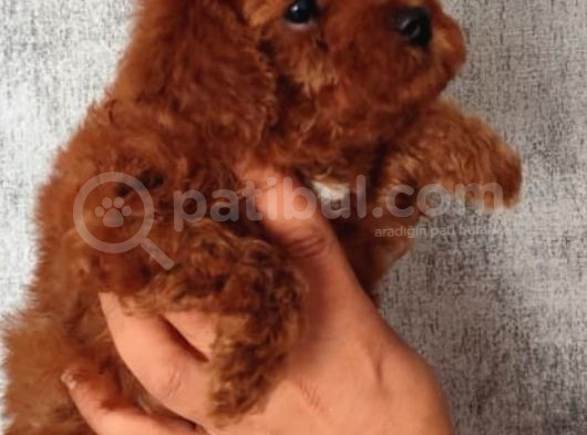Kore Toy Podell Baby görsel