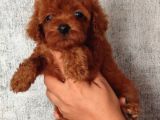 Kore Toy Podell Baby