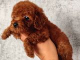 Kore Toy Podell Baby