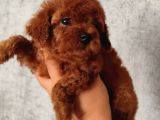 Kore toy podell baby