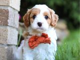 Maltesse Terrier Cinsi Mini Boy Puppy Kar Beyaz 