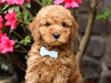 Kıpkırmızı Red tooy poodle sevimli yavrular 