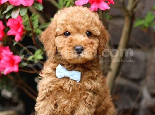 Kıpkırmızı Red Tooy Poodle Sevimli Yavrular 