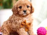 Tooy poodle cinsi kıpkırmızı Red mini Boy 