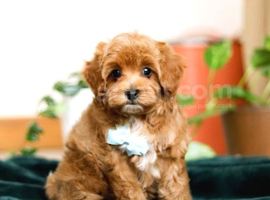 Tooy Poodle Cinsi Kıpkırmızı Red Mini Boy  görsel