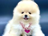IRKININ EN İYİ POMERANİAN BOO BEBEKLERİ