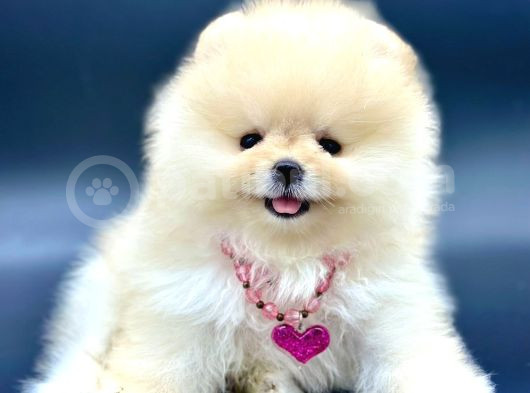 IRKININ EN İYİ POMERANİAN BOO BEBEKLERİ