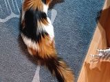 Maine Coon  Yavru Antalya