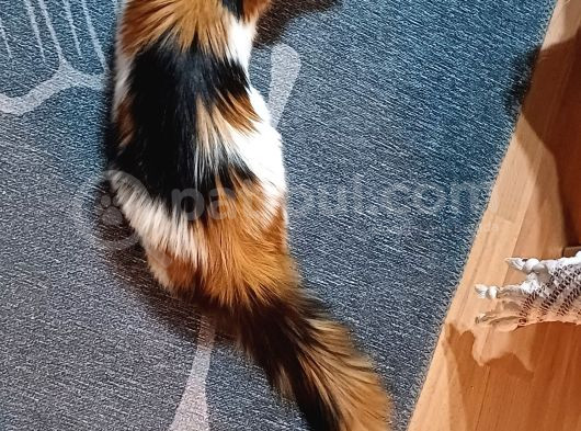 Maine Coon  Yavru Antalya görsel