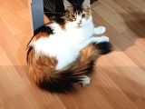Maine Coon  Yavru Antalya