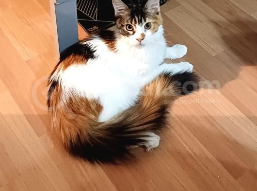 Maine Coon  Yavru Antalya görsel