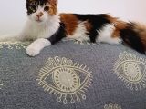 Maine Coon  yavru ANTALYA