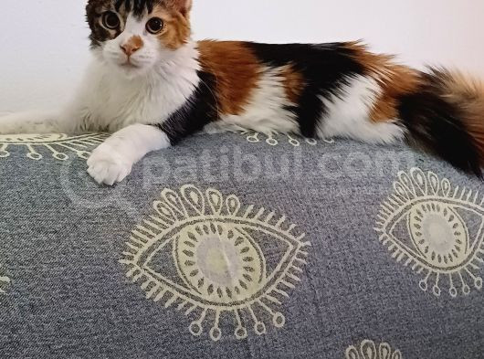 Maine Coon  Yavru Antalya