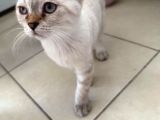 Scottish Fold yavrularımıza yuva arıyoruzzz
