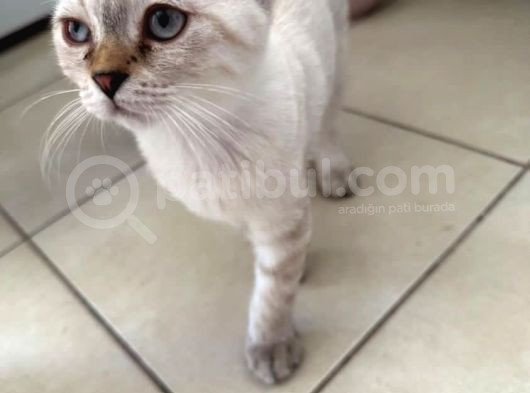 Scottish Fold Yavrularımıza Yuva Arıyoruzzz