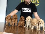 WC EGİTİMLİ ORJİNAL TOY POODLE YAVRULARI MAGAZAMIZDA  GÖRÜN