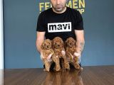 Wc Egi̇ti̇mli̇ Orji̇nal Toy Poodle Yavrulari Magazamizda  Görün