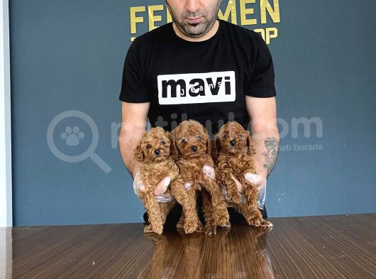 Wc Egi̇ti̇mli̇ Orji̇nal Toy Poodle Yavrulari Magazamizda  Görün görsel