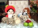 Wc Egi̇ti̇mli̇ Orji̇nal Toy Poodle Yavrulari Magazamizda  Görün