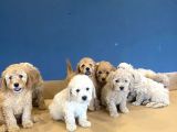 Wc Egi̇ti̇mli̇ Orji̇nal Toy Poodle Yavrulari Magazamizda  Görün